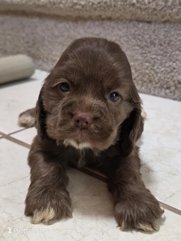 Chocolate Boy – Cocker Spaniel puppy for sale in Bandy, VA