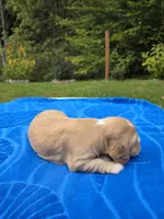 Johnny , a male Cocker Spaniel for sale in Bandy, VA – 4 of 4