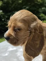 Honey Bunnie, a female Cocker Spaniel for sale in Bandy, VA – 3 of 4