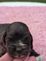 White feet, a female Cocker Spaniel for sale in Bandy, VA – 3 of 3