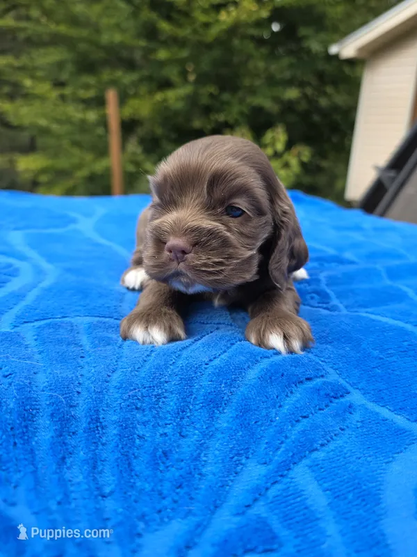 Chocolate Boy – Cocker Spaniel puppy for sale in Bandy, VA