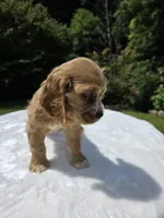Honey Bunnie, a female Cocker Spaniel for sale in Bandy, VA – 2 of 4