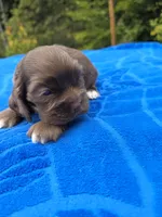 Chocolate Boy, a male Cocker Spaniel for sale in Bandy, VA – 2 of 2