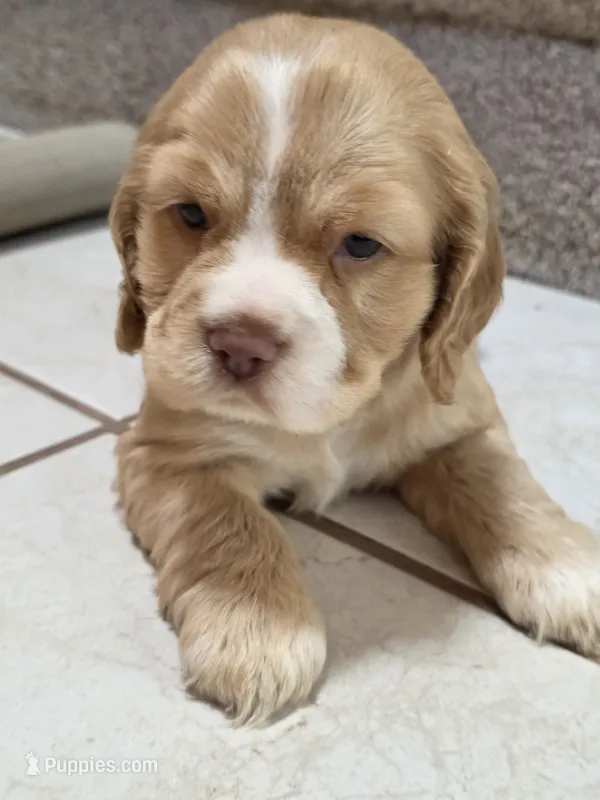 Johnny  – Cocker Spaniel puppy for sale in Bandy, VA