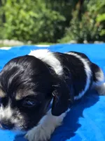 Toby, a male Cocker Spaniel for sale in Bandy, VA – 3 of 4