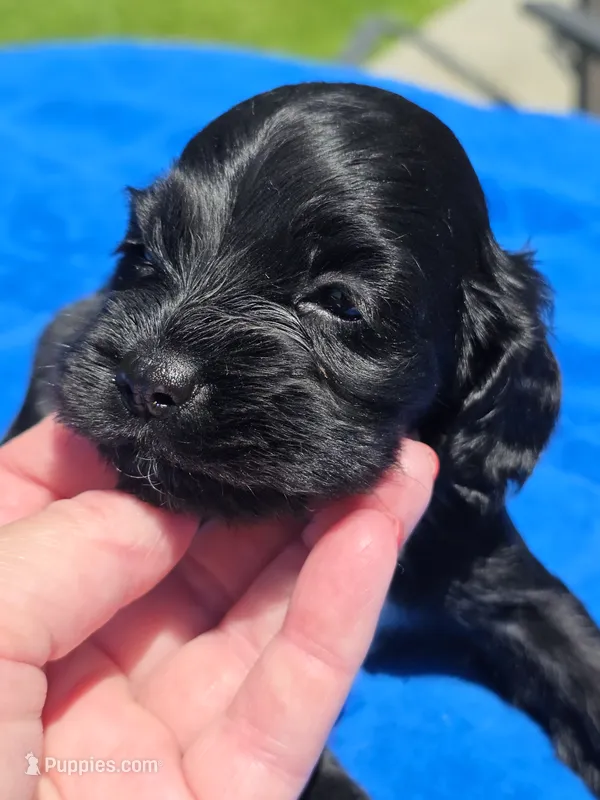 Black boy – Cocker Spaniel puppy for sale in Bandy, VA