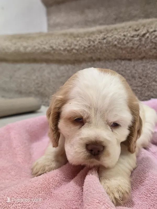 Robin  – Cocker Spaniel puppy for sale in Bandy, VA