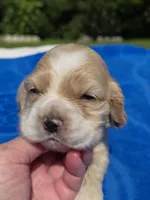 Sweet Boy, a female Cocker Spaniel for sale in Bandy, VA – 2 of 4