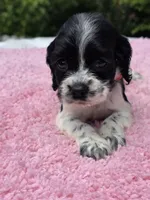 Red BW girl , a female Cocker Spaniel for sale in Bandy, VA – 2 of 4