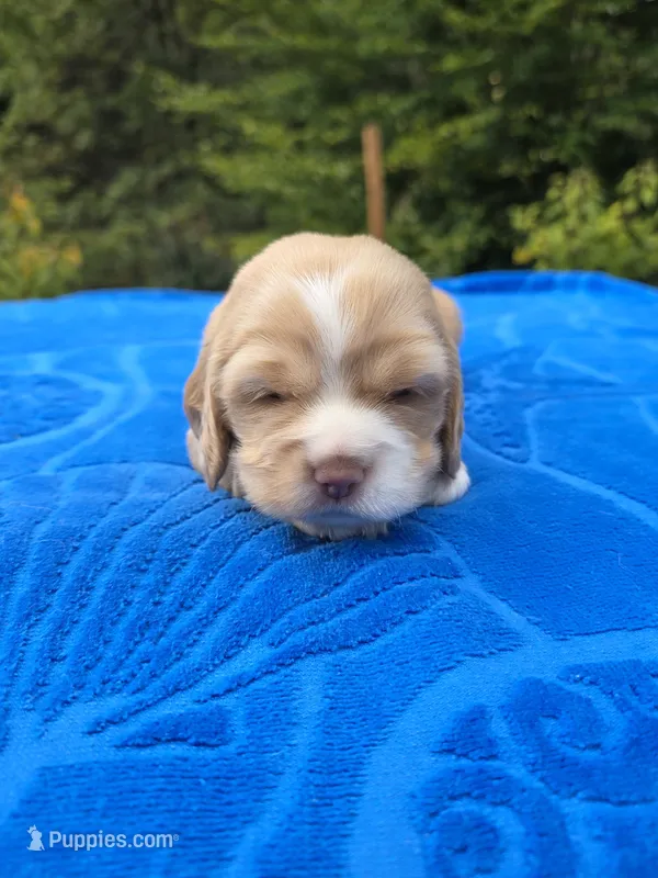 Johnny  – Cocker Spaniel puppy for sale in Bandy, VA