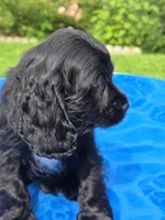 Black boy, a male Cocker Spaniel for sale in Bandy, VA – 4 of 4