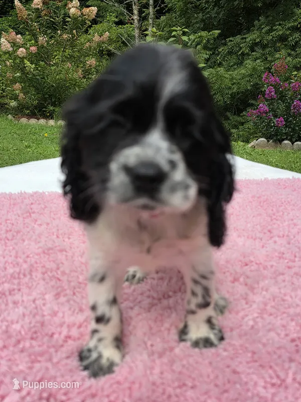 Sassy girl  – Cocker Spaniel puppy for sale in Bandy, VA