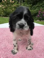 Sassy girl , a female Cocker Spaniel for sale in Bandy, VA – 1 of 4