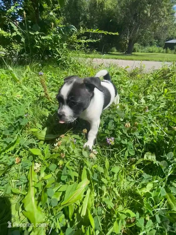 Dottie – Boston Terrier, Chiweenie puppy for sale in Duke Center, PA