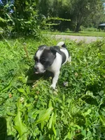 Dottie, a female Boston Terrier and Chiweenie for sale in Duke Center, PA – 1 of 4