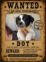 Dottie, a female Boston Terrier and Chiweenie for sale in Duke Center, PA – 2 of 4
