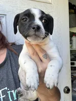 Dottie, a female Boston Terrier and Chiweenie for sale in Duke Center, PA – 3 of 4