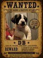 Db, a female Boston Terrier and Chiweenie for sale in Duke Center, PA – 2 of 3