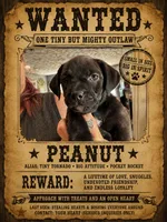Peanut, a female Boston Terrier and Chiweenie for sale in Duke Center, PA – 2 of 3