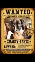 Smarty pants , a female Boston Terrier and Chiweenie for sale in Duke Center, PA – 2 of 4