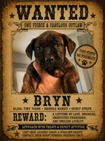 Brynn, a female Boston Terrier and Chiweenie for sale in Duke Center, PA – 3 of 4