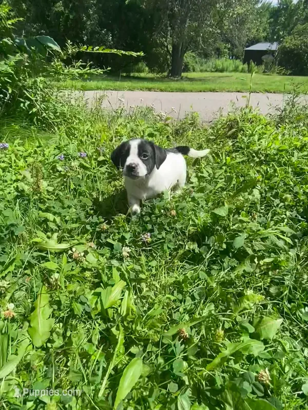 Db – Boston Terrier, Chiweenie puppy for sale in Duke Center, PA