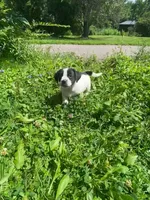Db, a female Boston Terrier and Chiweenie for sale in Duke Center, PA – 1 of 3