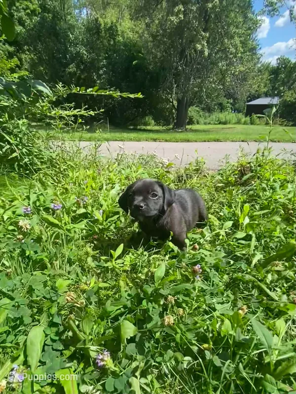 Peanut – Boston Terrier, Chiweenie puppy for sale in Duke Center, PA