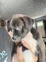 Smarty pants , a female Boston Terrier and Chiweenie for sale in Duke Center, PA – 3 of 4