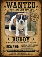 Buddy, a male Boston Terrier and Chiweenie for sale in Duke Center, PA – 3 of 4
