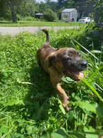 Brynn, a female Boston Terrier and Chiweenie for sale in Duke Center, PA – 1 of 4