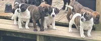 Brynn, a female Boston Terrier and Chiweenie for sale in Duke Center, PA – 2 of 4