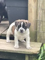 Buddy, a male Boston Terrier and Chiweenie for sale in Duke Center, PA – 1 of 4