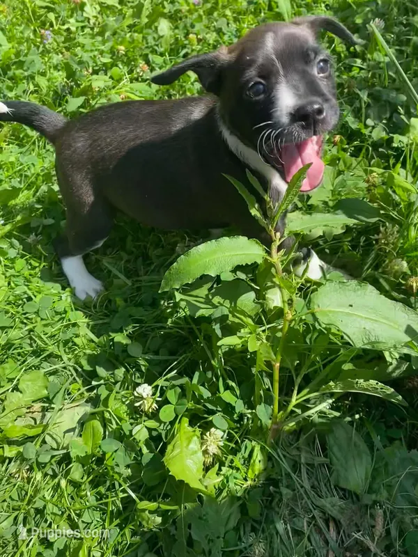 Smarty pants  – Boston Terrier, Chiweenie puppy for sale in Duke Center, PA