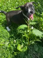 Smarty pants , a female Boston Terrier and Chiweenie for sale in Duke Center, PA – 1 of 4