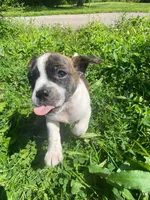 Buddy, a male Boston Terrier and Chiweenie for sale in Duke Center, PA – 4 of 4
