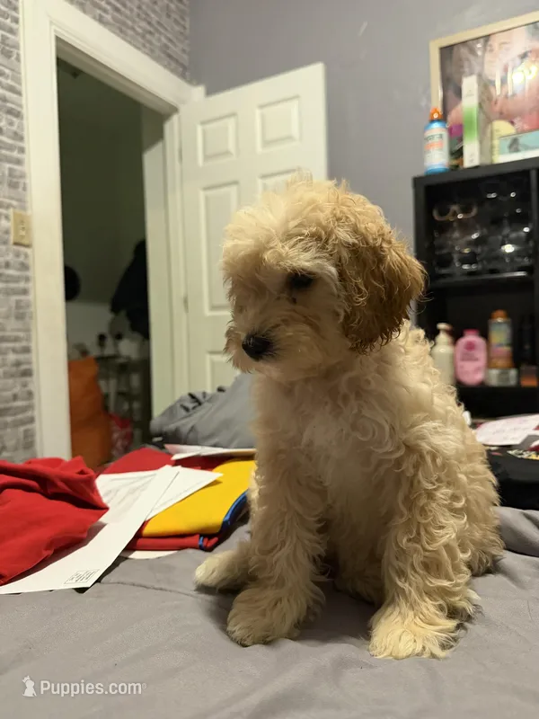 N/a – Poodle - Miniature  puppy for sale in Brooklyn, NY