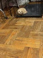 N/a, a female Poodle - Miniature  for sale in Brooklyn, NY – Photo 2 of 3