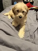 N/a, a female Poodle - Miniature  for sale in Brooklyn, NY – Photo 3 of 3