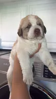 Green Eye Beige Spots Armenian Gamper, a male Anatolian Shepherd Dog and Kangal Dog for sale in Hesperia, CA – 3 of 4