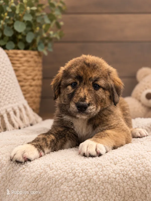 Dark Brown Armenian Gamper – Anatolian Shepherd Dog, Kangal Dog puppy for sale in Hesperia, CA
