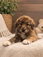 Dark Brown Armenian Gamper, a female Anatolian Shepherd Dog and Kangal Dog for sale in Hesperia, CA – 1 of 4
