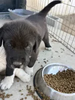 Black Armenian Gamper, a male Anatolian Shepherd Dog and Kangal Dog for sale in Hesperia, CA – 2 of 3