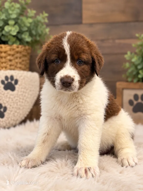 Brown Spots Armenian Gamper – Anatolian Shepherd Dog, Kangal Dog puppy for sale in Hesperia, CA