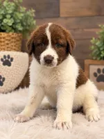 Brown Spots Armenian Gamper, a female Anatolian Shepherd Dog and Kangal Dog for sale in Hesperia, CA – 1 of 3