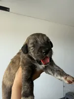 Dark Brown Armenian Gamper, a female Anatolian Shepherd Dog and Kangal Dog for sale in Hesperia, CA – 4 of 4