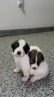 Brown Spots Armenian Gamper, a female Anatolian Shepherd Dog and Kangal Dog for sale in Hesperia, CA – 2 of 3