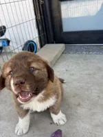 Brown Armenian Gamper, a female Anatolian Shepherd Dog and Kangal Dog for sale in Hesperia, CA – 2 of 3