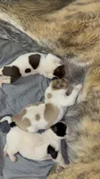 Brown Spots Armenian Gamper, a female Anatolian Shepherd Dog and Kangal Dog for sale in Hesperia, CA – 3 of 3