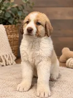 Green Eye Beige Spots Armenian Gamper, a male Anatolian Shepherd Dog and Kangal Dog for sale in Hesperia, CA – 1 of 4